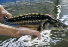 Бекіре балығын сатып алғандар да жауапқа тартылады inbusiness.kz