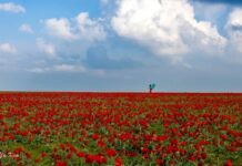 Жамбыл облысында көктемнің ең ауқымды екі фестивалі өтеді GOV.KZ