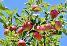 Алма бағынан — ақша бағына: миллиондар қалай қолды болды?