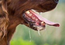 Құтыру ауруынан қалай сақтанады: Әр адам білуі тиіс ережелер c-med.mcfr.kz